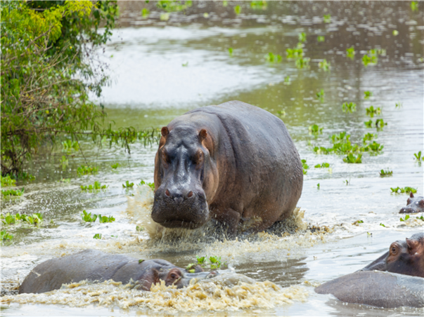 [완벽동선] 아프리카 4국 7일(짐바브웨/잠비아/보츠와나/남아공) ＜빅토리아폭포/사파리＞