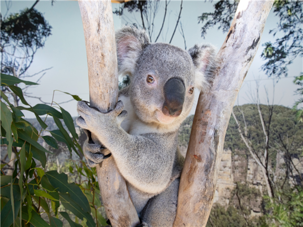[무조건출발보장] [메가세일] [게릴라특가] 시드니 일주 6일 (전일정4성)