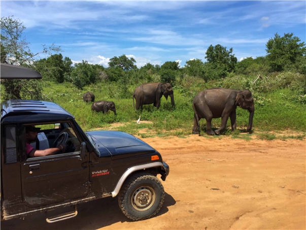[비즈니스석] 특급 스리랑카 문화탐방 8일＜노팁/노쇼핑/노옵션/비자포함＞(얄라국립공원 사파리투어, 나인아치브릿지, HIGH TEA)