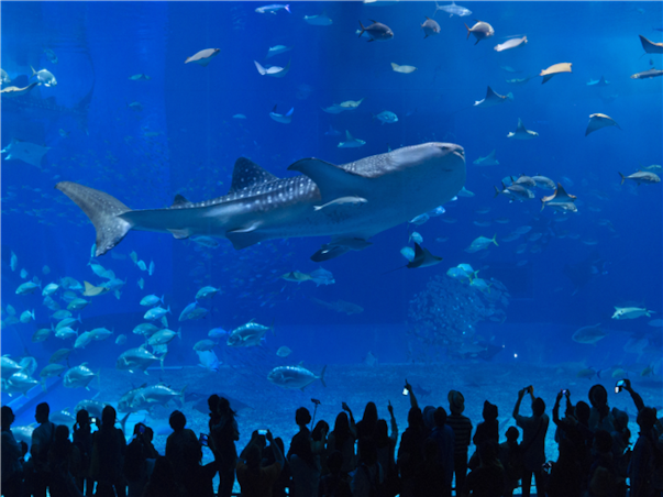 [하이클래스/비즈니스탑승] 오키나와 4일＜철판스테이크+랍스타+스시오마카세＞